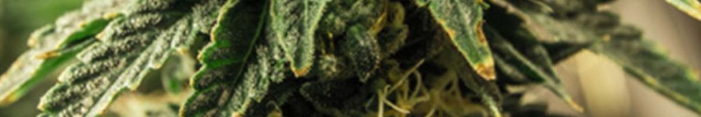 Sky High Exotics