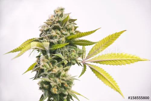 Sky High Exotics