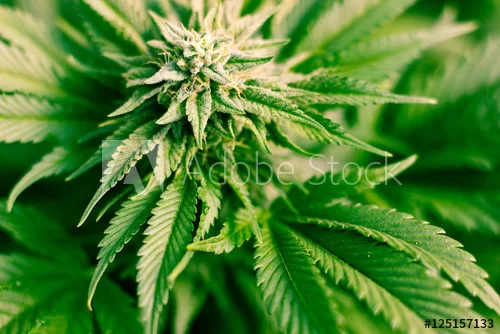 Sky High Exotics