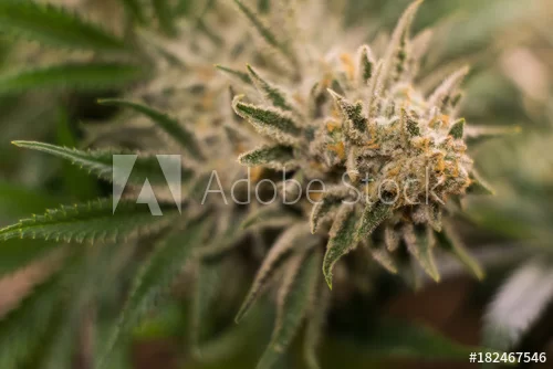 Sky High Exotics