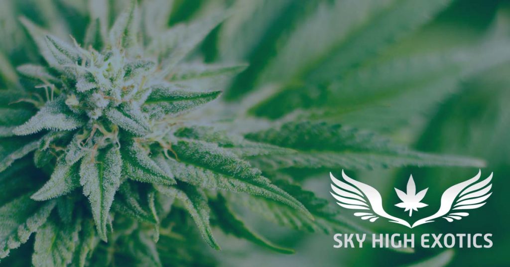 Sky High Exotics
