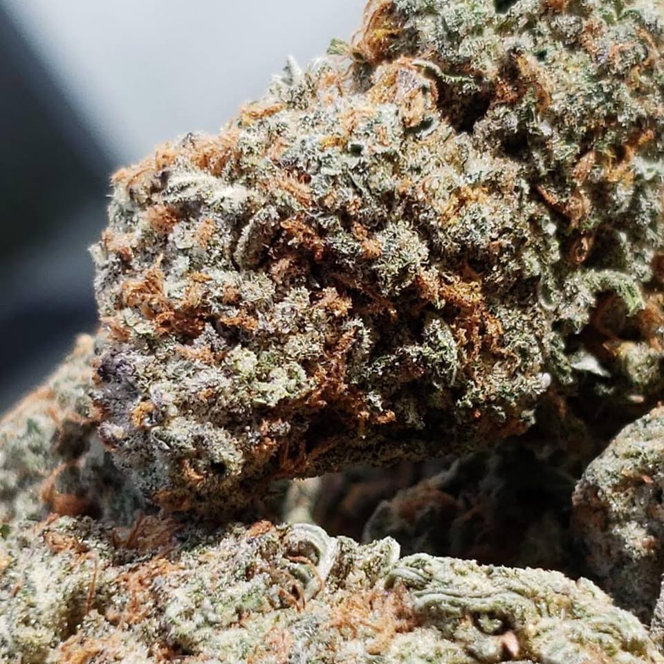 Sky High Exotics