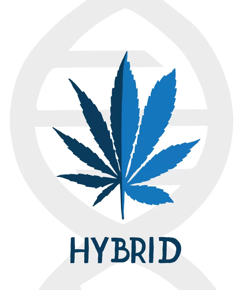 Sky High Exotics