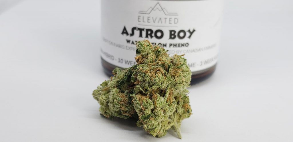 Sky High Exotics