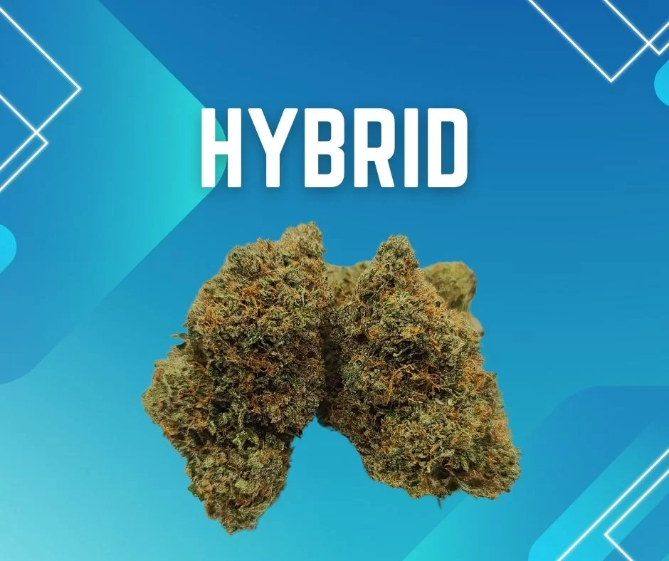 Sky High Exotics