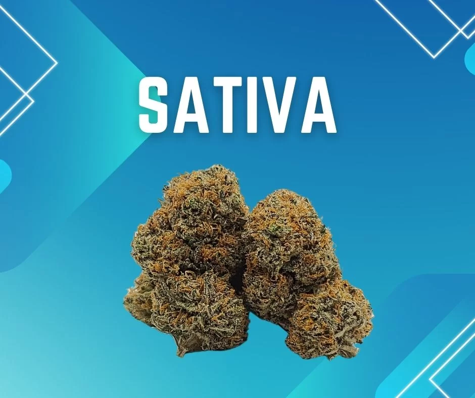 Sky High Exotics