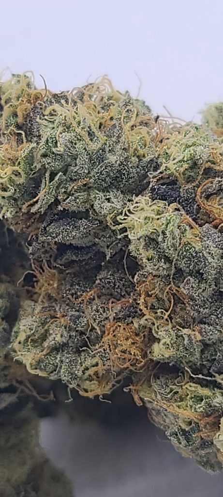 Sky High Exotics
