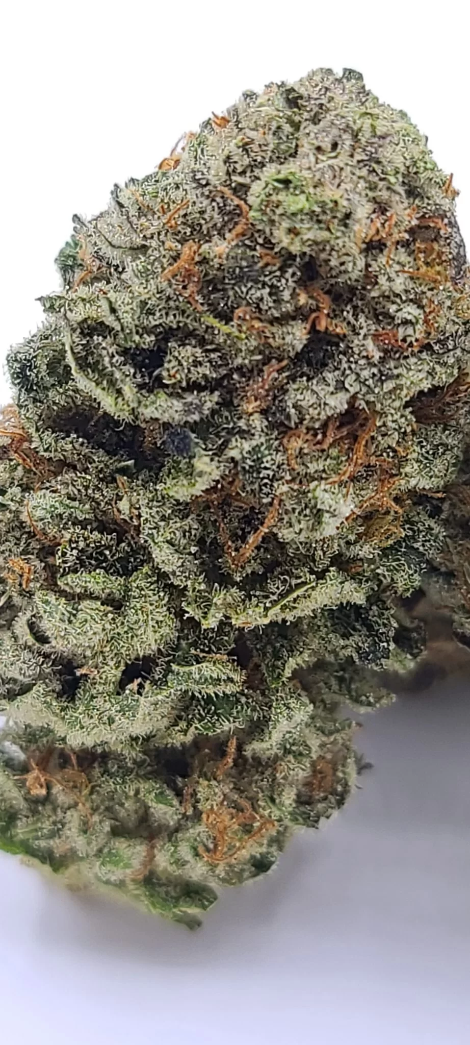 Sky High Exotics
