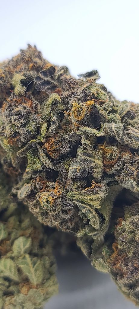Sky High Exotics