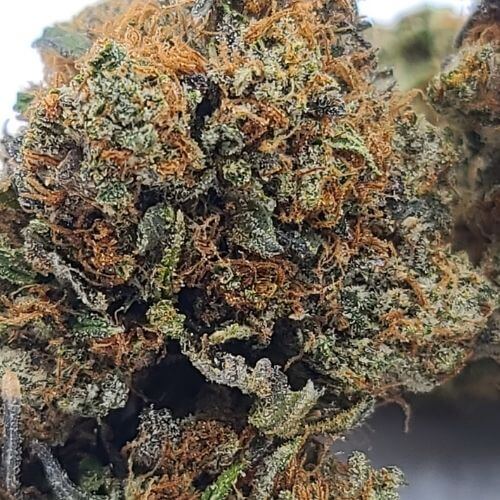 Sky High Exotics