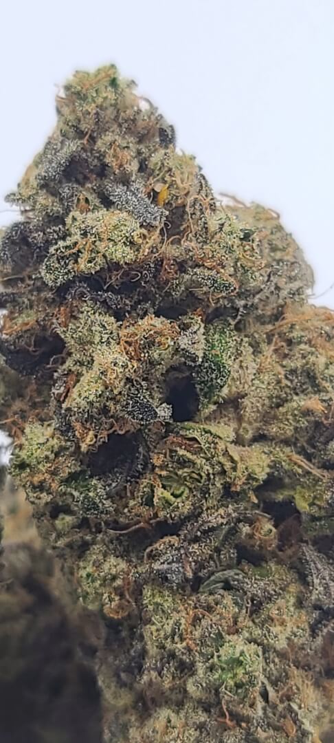 Sky High Exotics