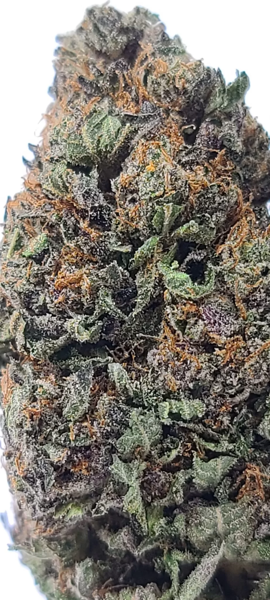 Sky High Exotics