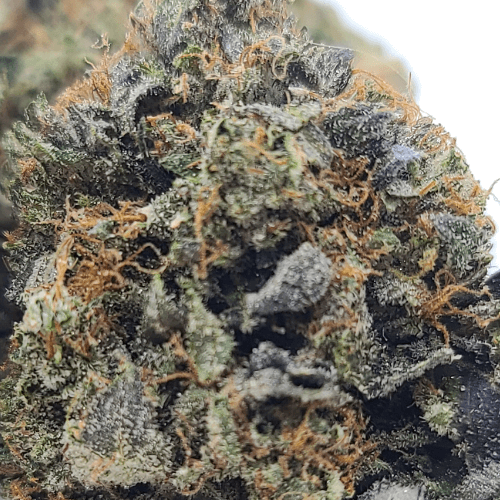 Sky High Exotics