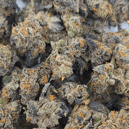 Sky High Exotics