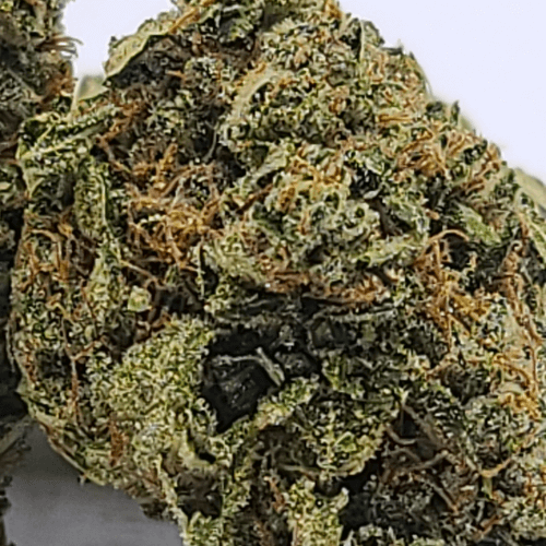 Sky High Exotics