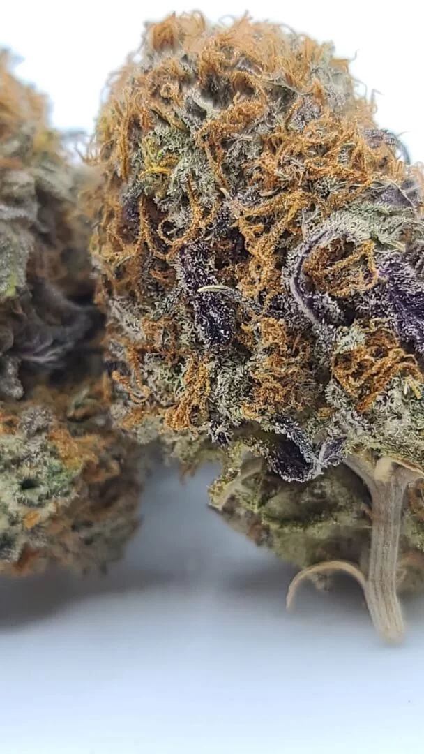 Sky High Exotics