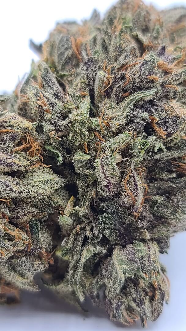 Sky High Exotics