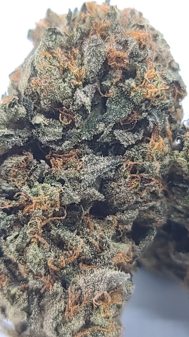 Sky High Exotics