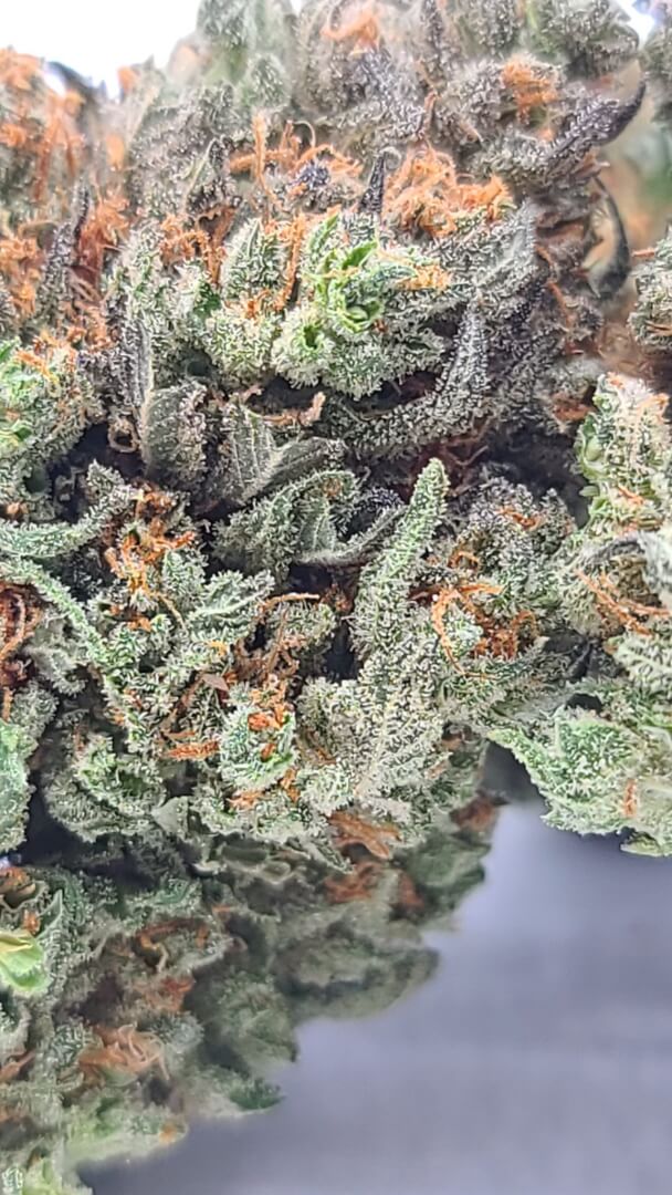 Sky High Exotics
