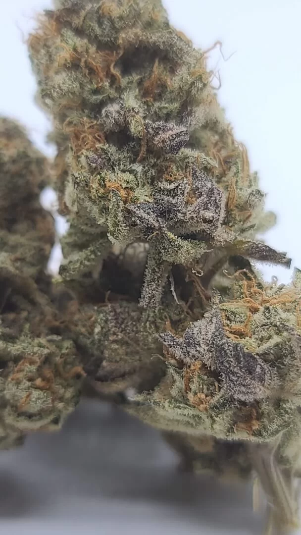 Sky High Exotics