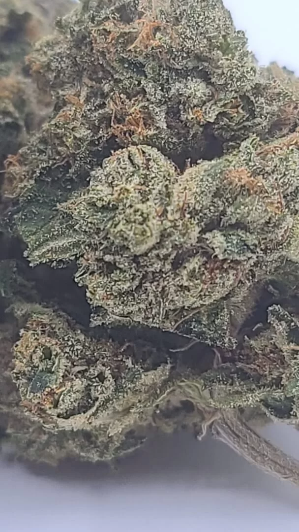 Sky High Exotics