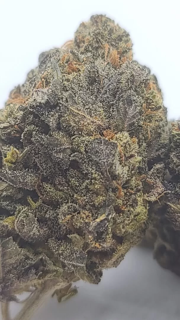 Sky High Exotics