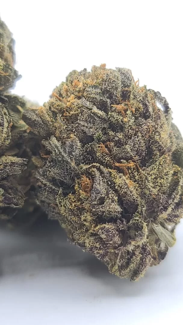 Sky High Exotics