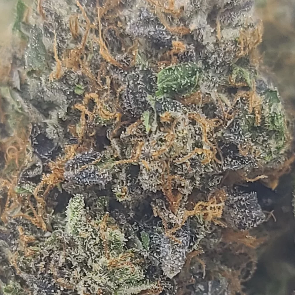 Sky High Exotics