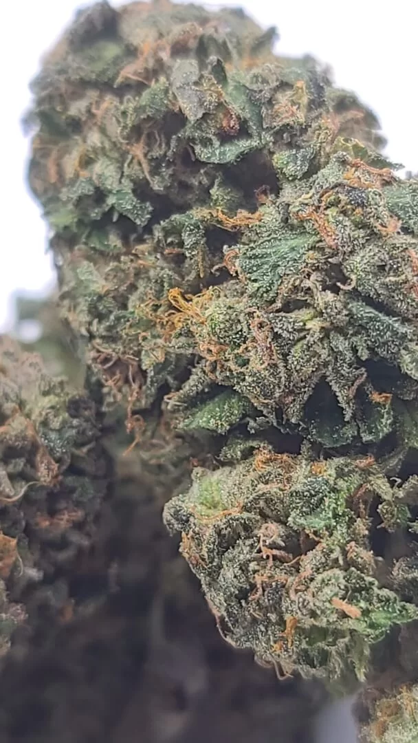 Sky High Exotics