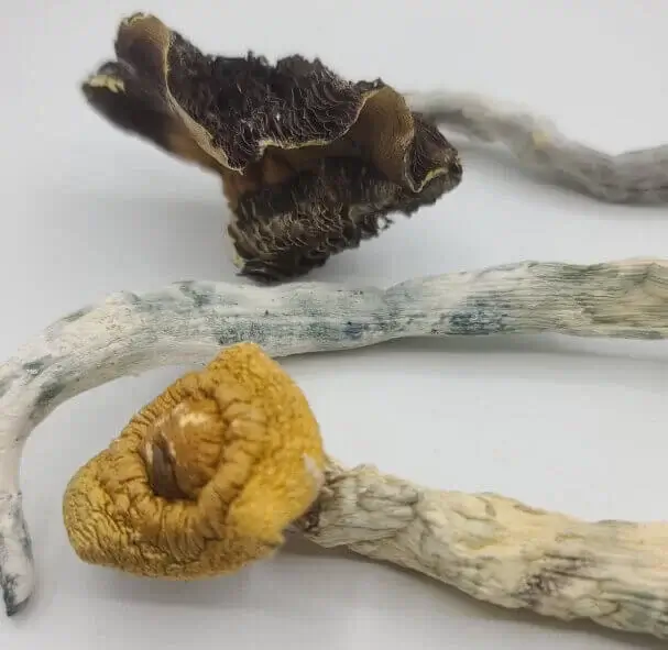 Sky High Exotics