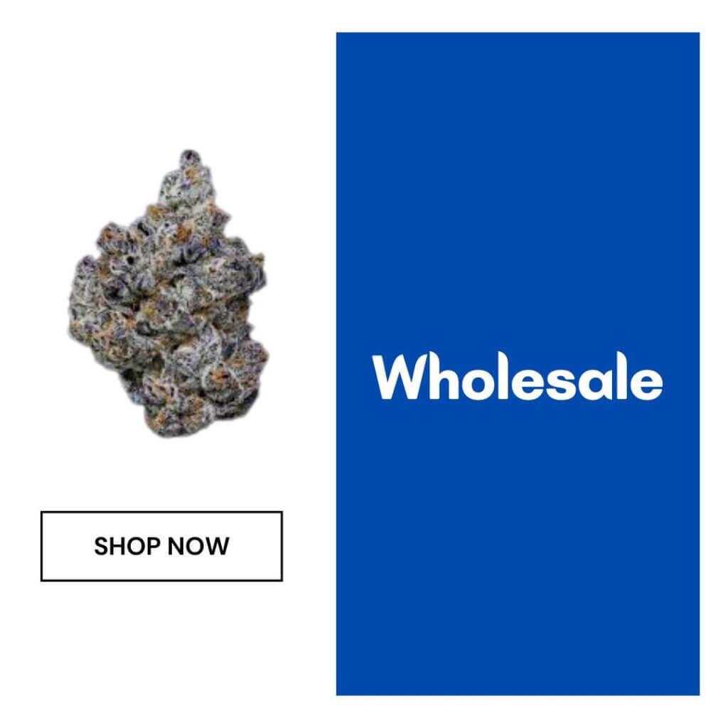 Sky High Exotics