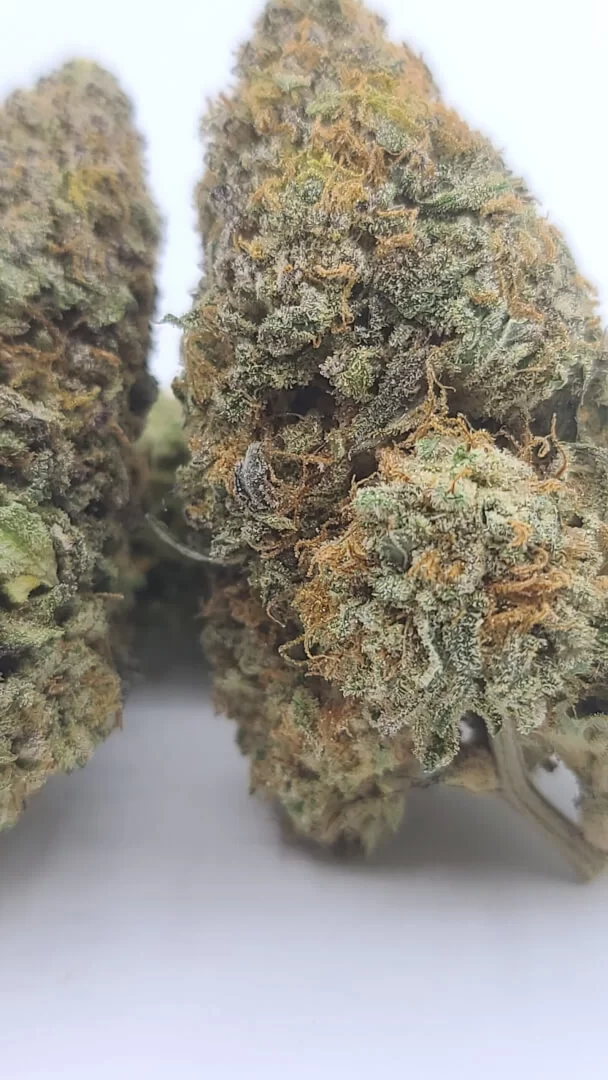Sky High Exotics