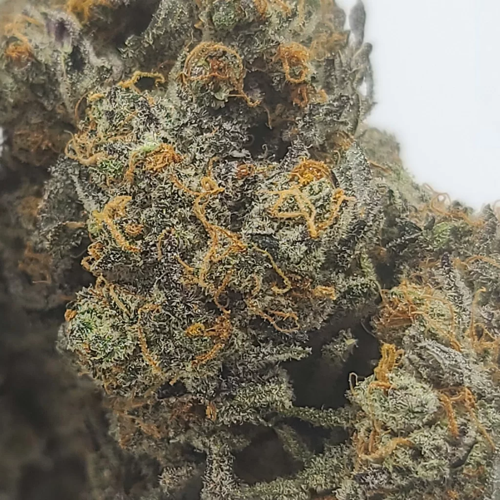 Sky High Exotics