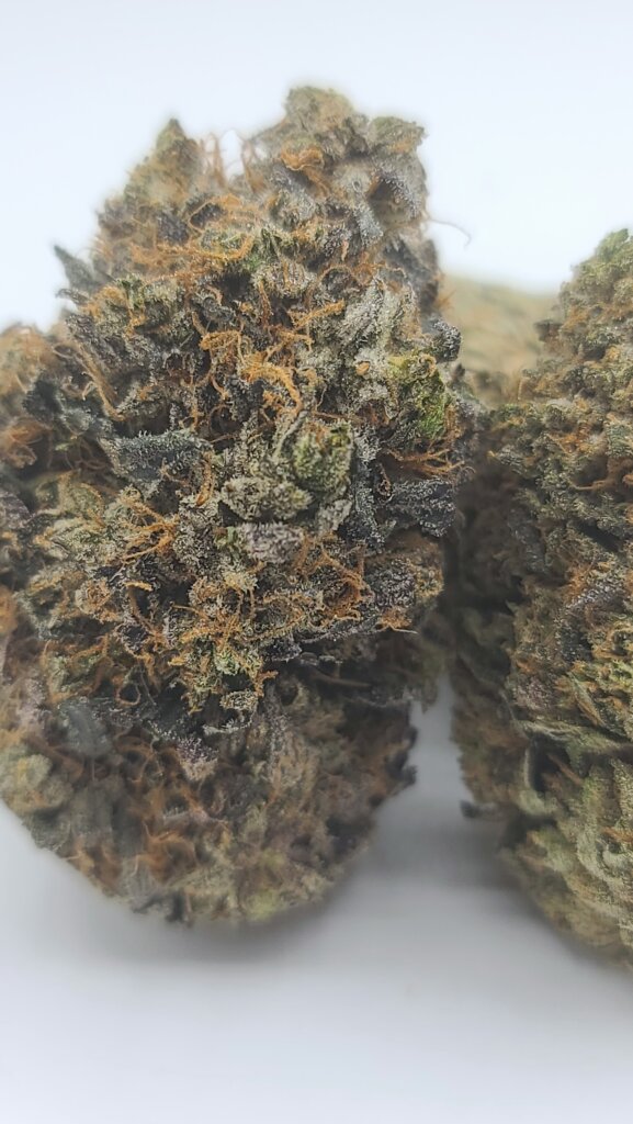 Sky High Exotics