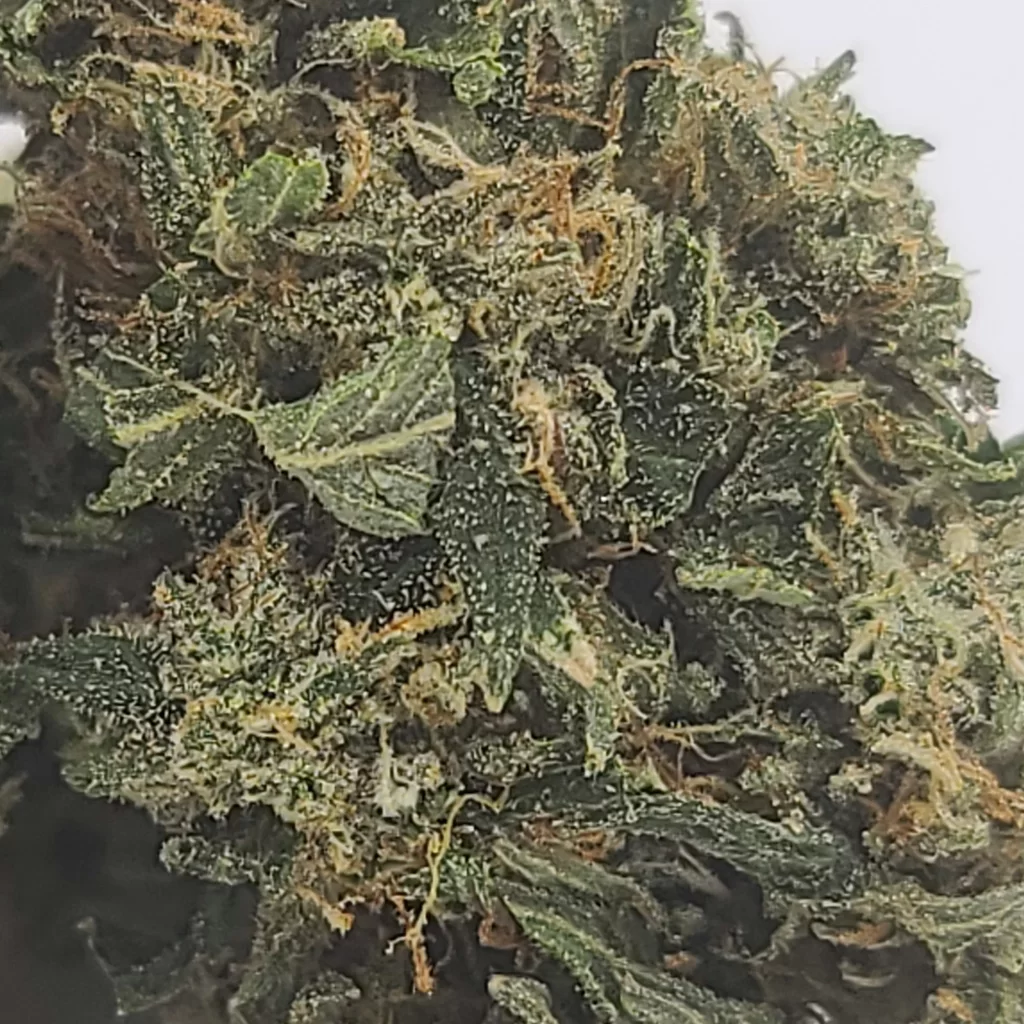 Sky High Exotics