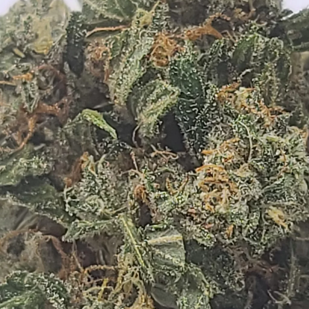 Sky High Exotics