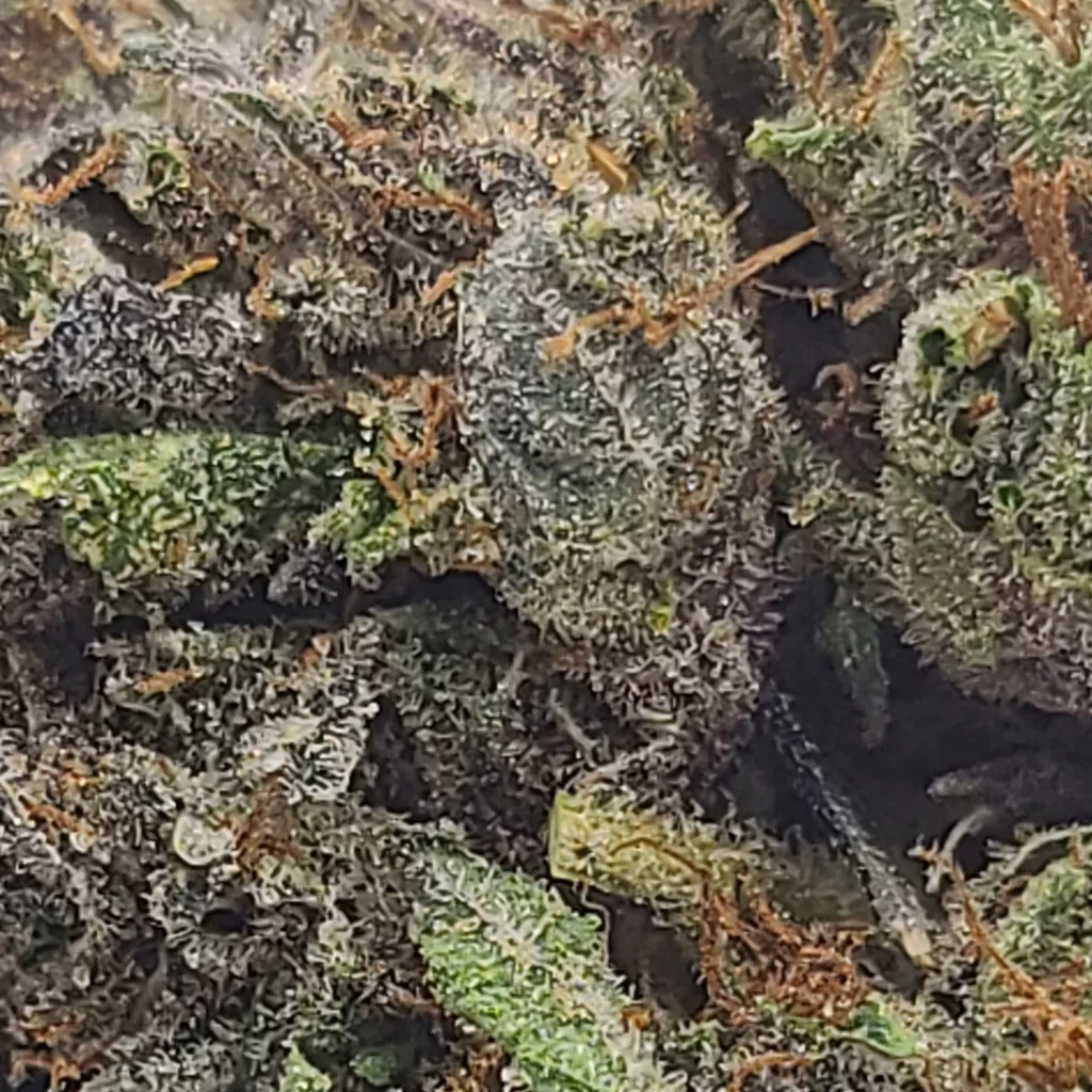 Sky High Exotics