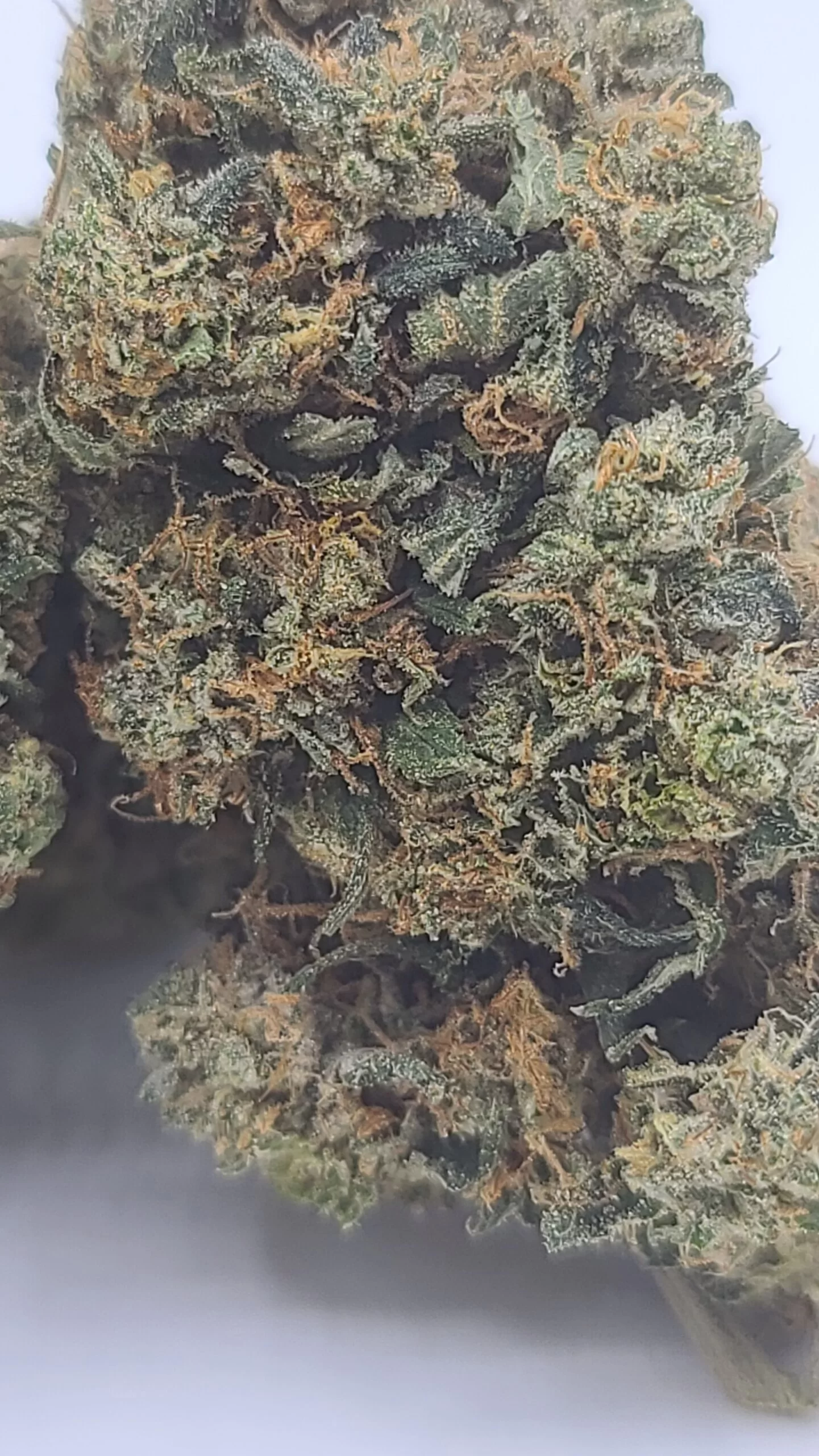 Sky High Exotics