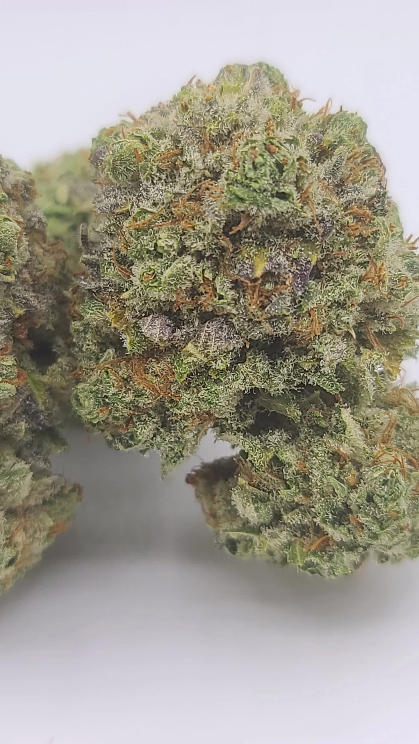 Sky High Exotics
