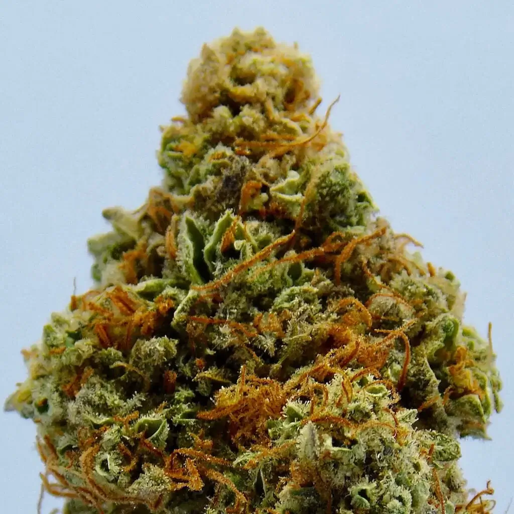 Sky High Exotics