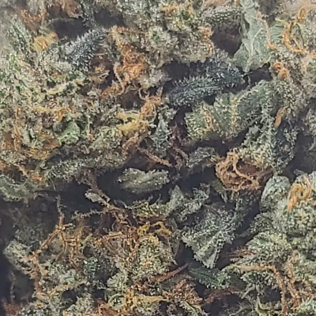 Sky High Exotics