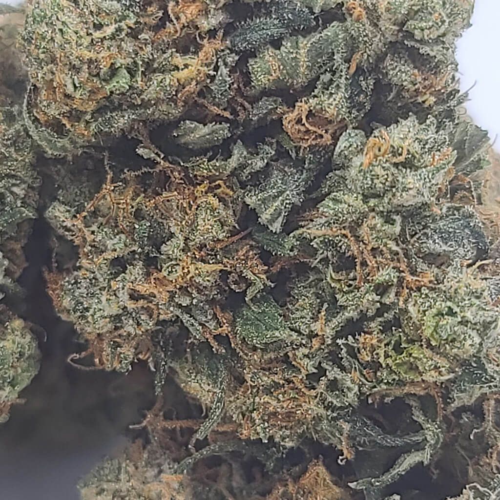 Sky High Exotics