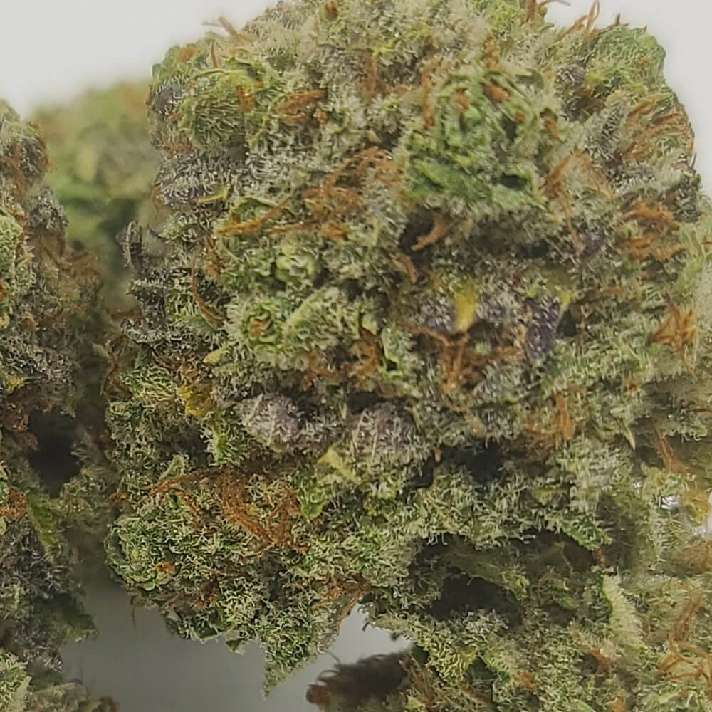 Sky High Exotics