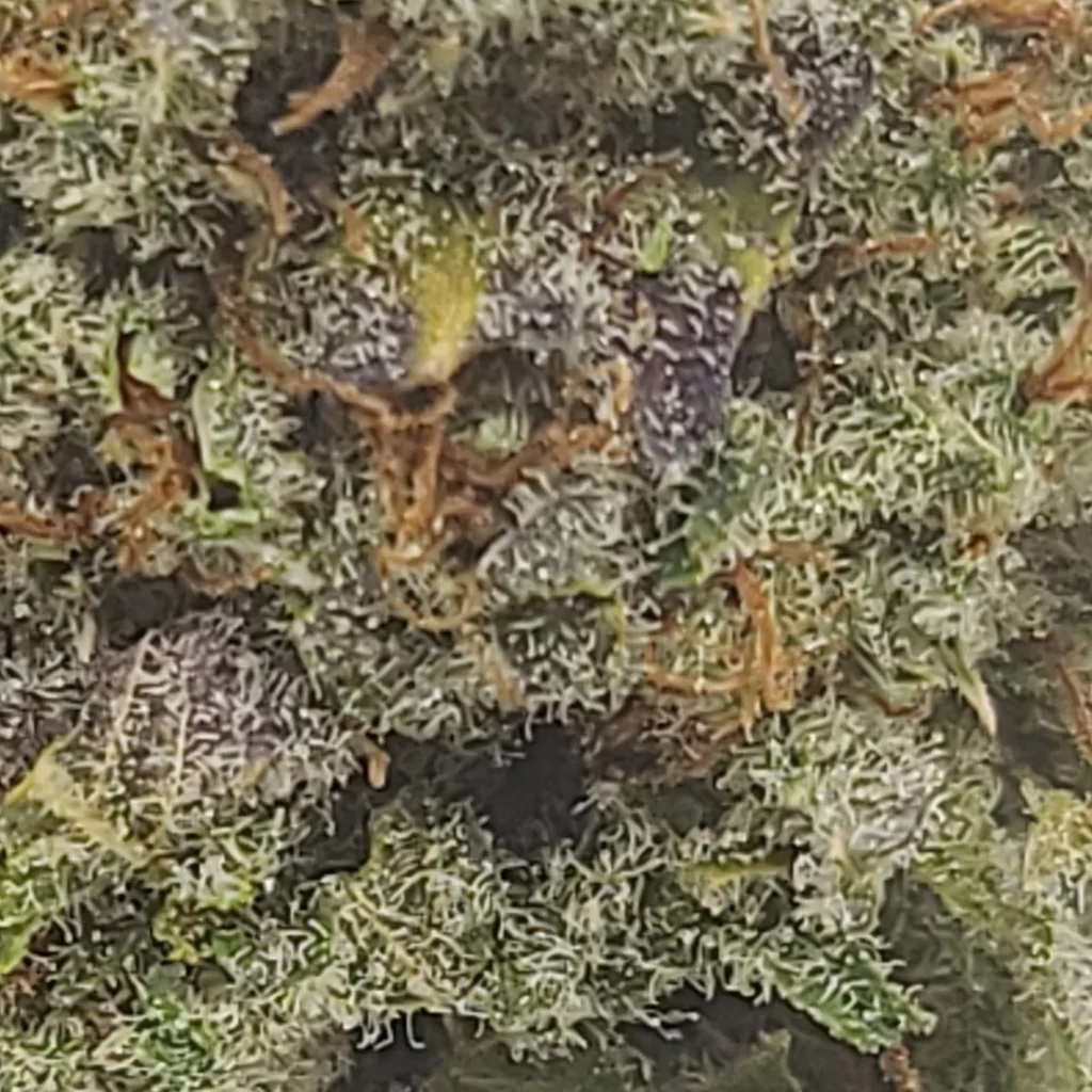 Sky High Exotics