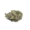 APPLE FRITTER - HYBRID - AAAA (BULK)