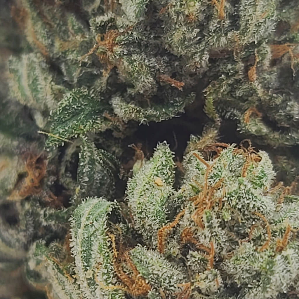 Sky High Exotics