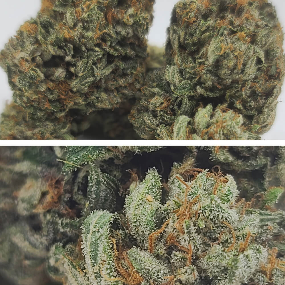 Sky High Exotics