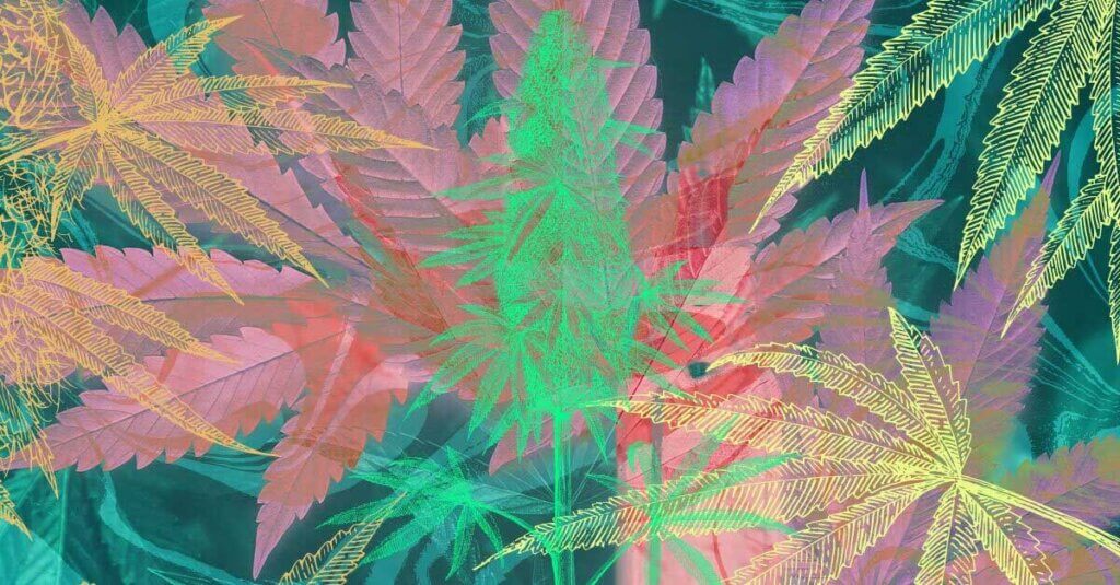 Sky High Exotics