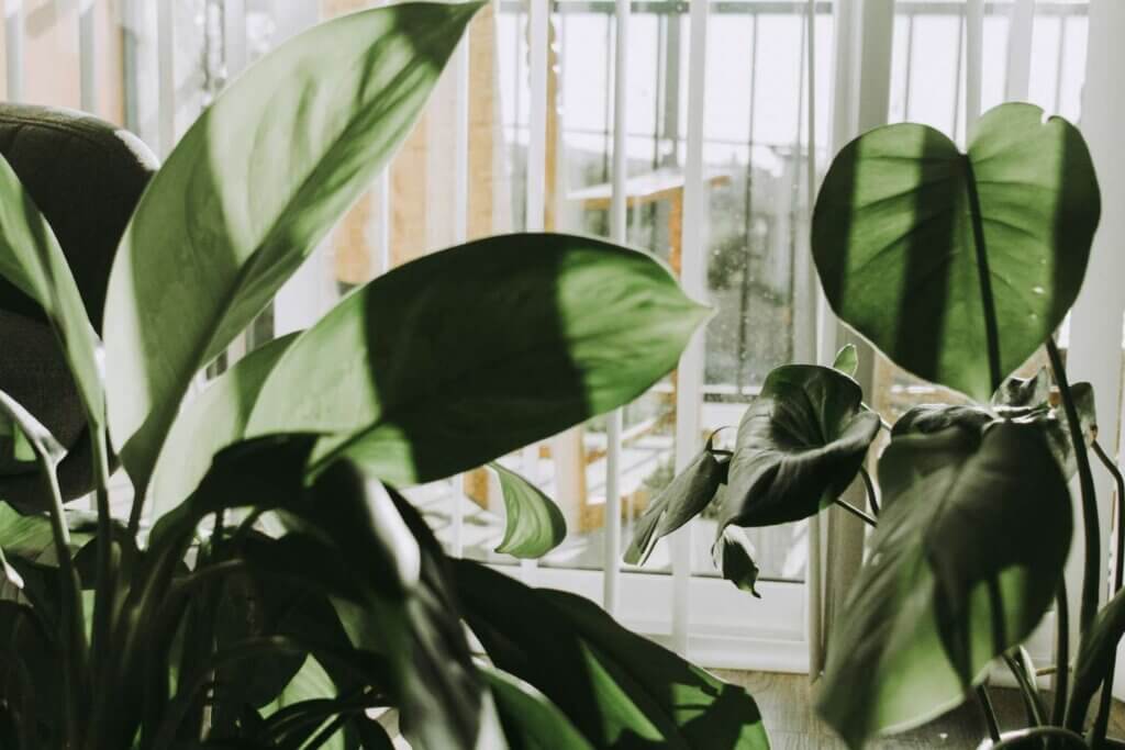 Sky High Exotics