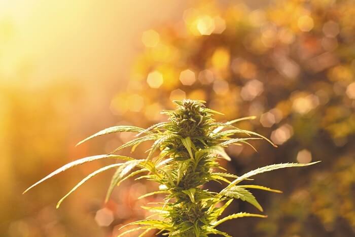 Sky High Exotics